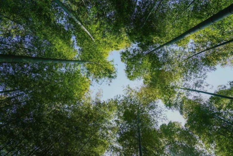《祈今朝》:看懂这2点,才知越祈和今朝身世的真相